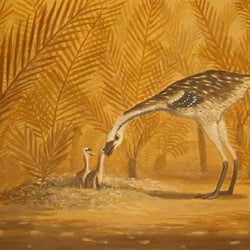 Kakuru pictures