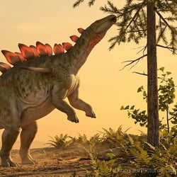 Kentrosaurus pictures