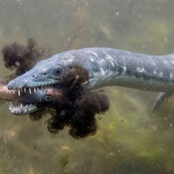 Kimmerosaurus pictures