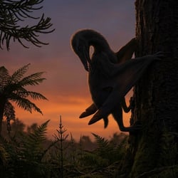 Kryptodrakon pictures