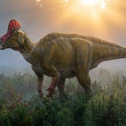 Laiyangosaurus pictures