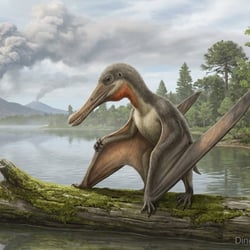 Liaoxipterus pictures