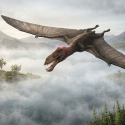 Lingyuanopterus pictures