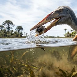Lusognathus pictures