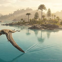 Makrodactylus pictures