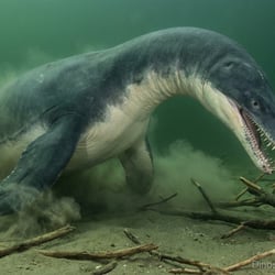 Marambionectes pictures