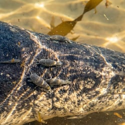 Martinectes pictures