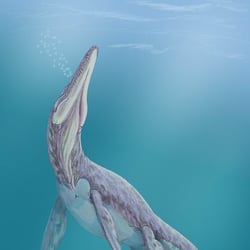 Megalneusaurus pictures