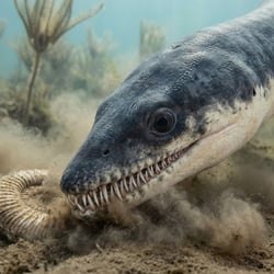 Microcleidus pictures