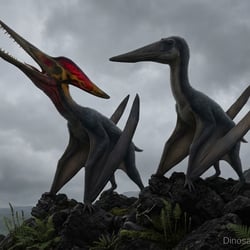 Moganopterus pictures