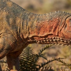 Mongolostegus pictures