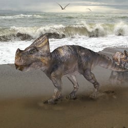 Montanoceratops pictures