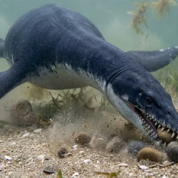 Morenosaurus pictures