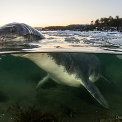 Morturneria pictures