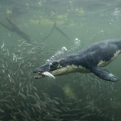 Nichollssaura pictures