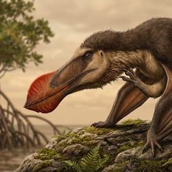 Nicorhynchus pictures