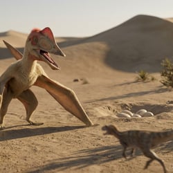 Ordosipterus pictures