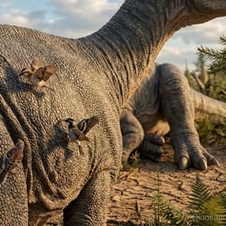 Otogosaurus pictures