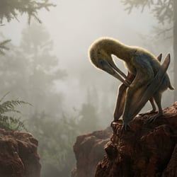 Palaeocursornis pictures