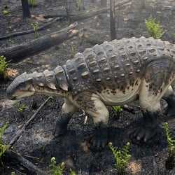 Peloroplites pictures