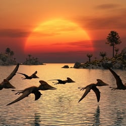 Petrodactyle pictures