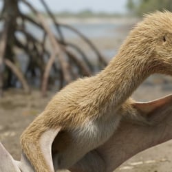 Phosphatodraco pictures