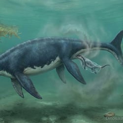 Piratosaurus pictures