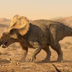 Platyceratops pictures