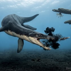 Plesionectes pictures