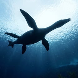 Plesiopharos pictures