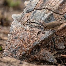 Polacanthus pictures