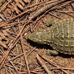 Propanoplosaurus pictures