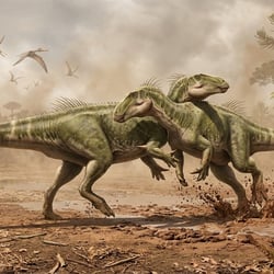 Proplanicoxa pictures