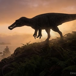 Protathlitis pictures