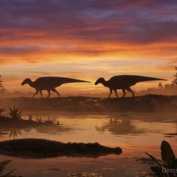 Protohadros pictures