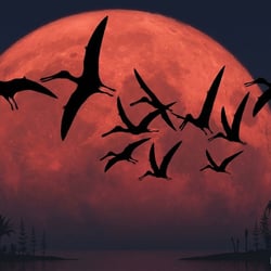 Ptenodactylus pictures