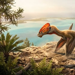 Raeticodactylus pictures