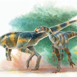 Rhabdodon pictures
