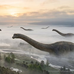 Ruyangosaurus pictures