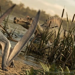 Santanadactylus pictures