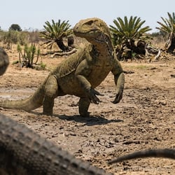 Schleitheimia pictures