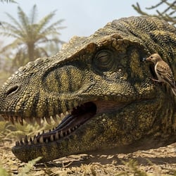 Siamotyrannus pictures