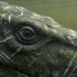 Sinopliosaurus pictures