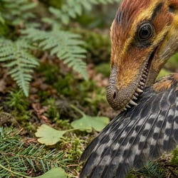 Sinornithosaurus pictures