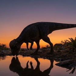 Sphaerotholus pictures