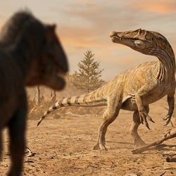 Spinostropheus pictures