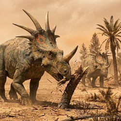 Stellasaurus pictures