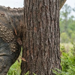 Tengrisaurus pictures