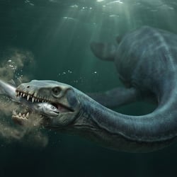 Terminonatator pictures