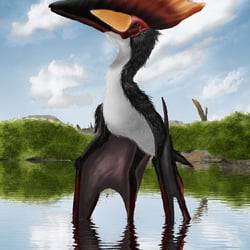 Thalassodromeus pictures